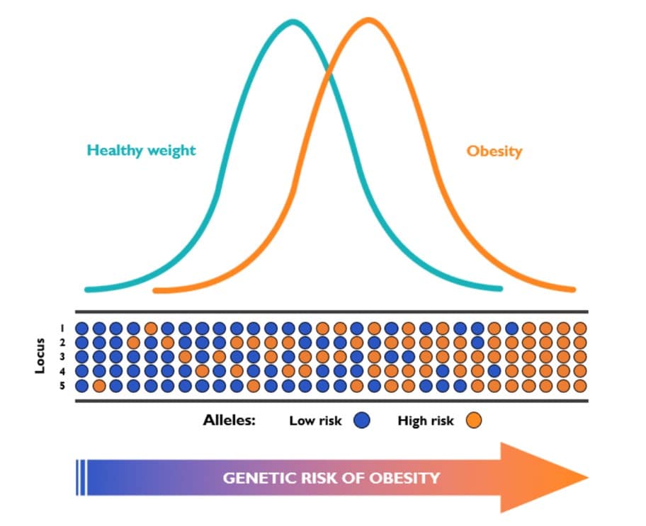 Alleles Genetic Risk of Obesity